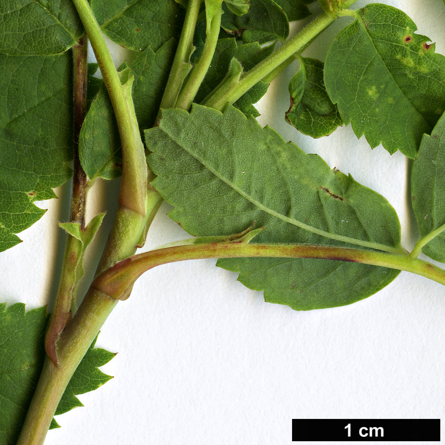 High resolution image: Family: Rosaceae - Genus: Rosa - Taxon: pisocarpa